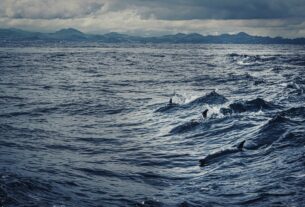 Depuis le début de l’année, 600 cétacés ont été retrouvés morts sur la façade ouest des côtes françaises. 95% d’entre eux portent des traces d’accidents liés à la pêche.