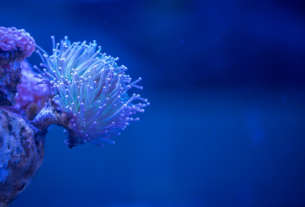 CORaiL coraux IA