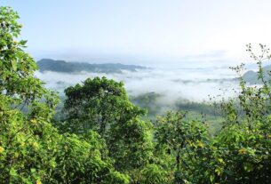 non-retour-foret-amazonienne