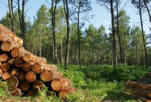 forêts