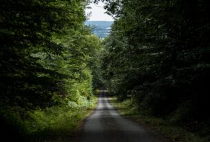 statistique-comprendre-forêt-