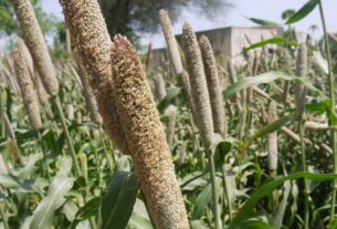 mil solution alimentation afrique